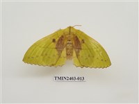 藏品(青黃枯葉蛾)的圖片